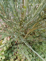 Cytisus × praecox
