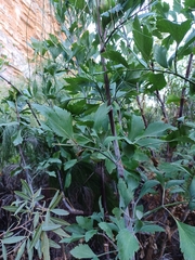 Notobubon galbanum