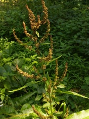 Rumex obtusifolius silvestris