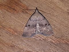 Zanclognatha dentata