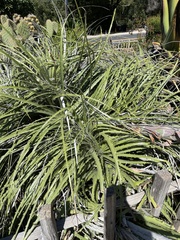 Puya × berteroniana