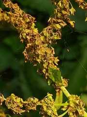 Rumex obtusifolius silvestris