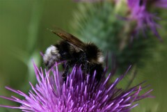 Bombus bohemicus
