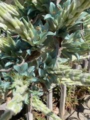 Puya × berteroniana