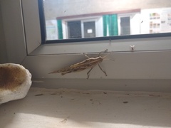 Schistocerca gregaria flaviventris