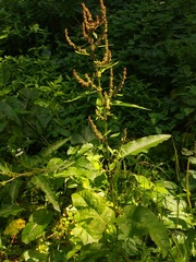Rumex obtusifolius silvestris