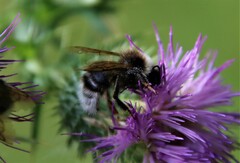 Bombus bohemicus