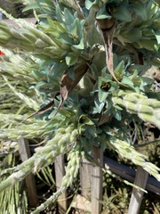 Puya × berteroniana