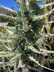 Puya × berteroniana