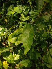 Rumex obtusifolius silvestris