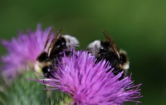 Bombus bohemicus