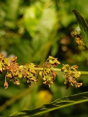 Rumex obtusifolius silvestris