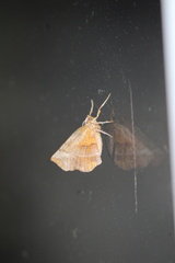 Selenia alciphearia