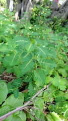 Phyllanthus urinaria hookeri