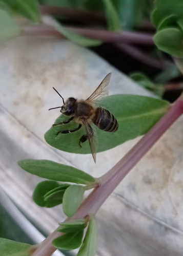 Western Honey Bee