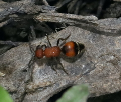 Timulla dubitatiformis