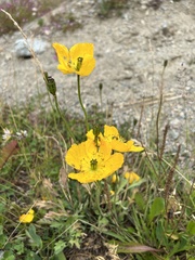 Papaver alpinum
