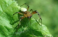 Araniella opisthographa