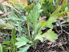 Papaver alpinum