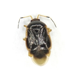 Monalocoris filicis