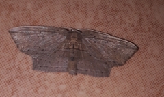 Phalacra