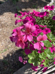 Pelargonium
