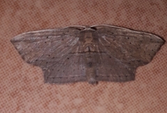 Phalacra