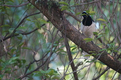 Cyanocorax cyanopogon