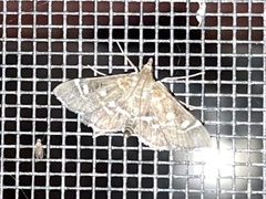 Diathrausta reconditalis