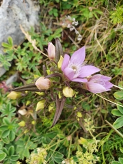 Gentianella aspera