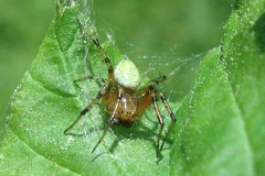 Araniella opisthographa