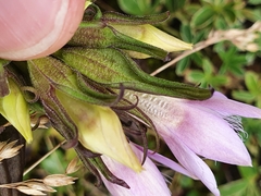 Gentianella aspera