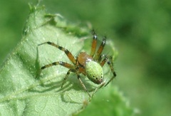 Araniella opisthographa