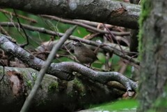 Troglodytes troglodytes
