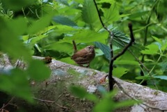 Troglodytes troglodytes