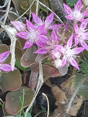 Phedimus obtusifolius