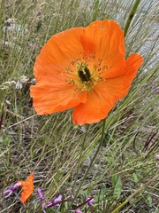 Papaver alpinum