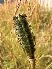 Papaver alpinum