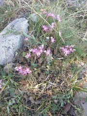 Phedimus obtusifolius