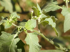 Solanum nigrum