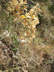 Phlomis armeniaca