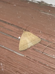 Zanclognatha marcidilinea