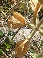 Phlomis armeniaca