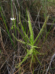 Drosera finlaysoniana
