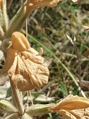 Phlomis armeniaca
