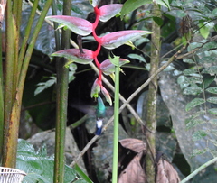Chalybura buffonii image