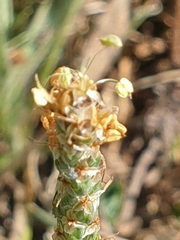 Plantago holosteum