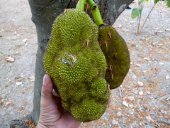 Artocarpus