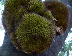 Artocarpus