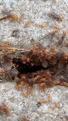 Lasius murphyi